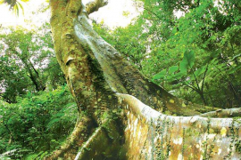 大板根森林