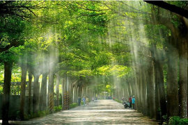 綠色隧道