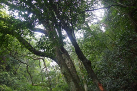 叫水坑原始森林
