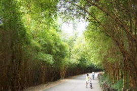 大夫山森林公園