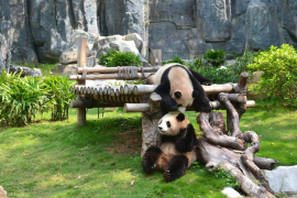 野生動物園